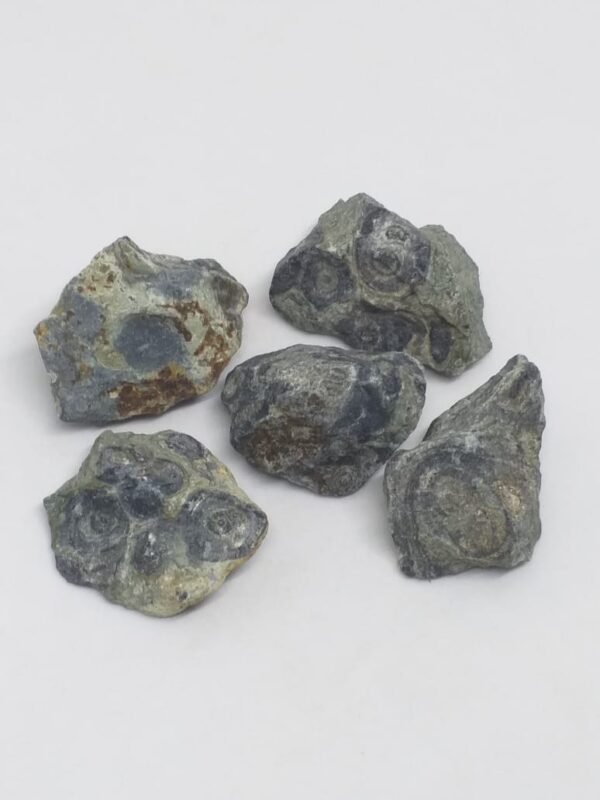 Kambaba Jasper