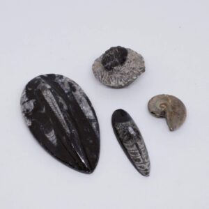 Fossils - Various