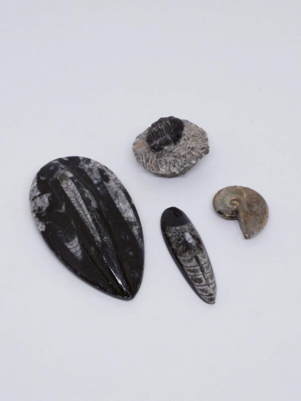 Fossils - Various