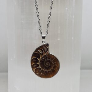 Ammonite